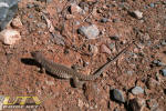 Lizard at Valley of Fire State Park