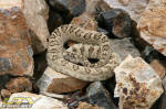 Rattlesnake near historic Ludwig Mine