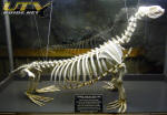 Sea Lion Skeleton at the Sea Lion Caves