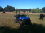 Polaris Ranger EV in the pasture with cattle