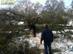 Huge oak tree collapses across field fence under weight of snow